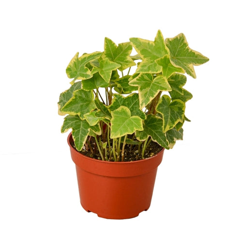 Soluna 'Gold Child' English Ivy