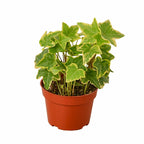 Soluna 'Gold Child' English Ivy