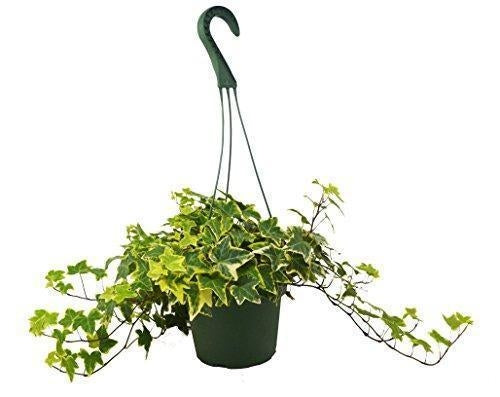 Soluna 'Gold Child' English Ivy