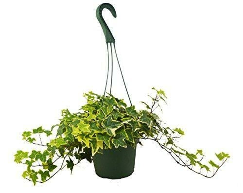 Soluna 'Gold Child' English Ivy