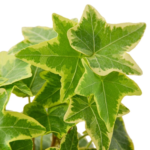 Soluna 'Gold Child' English Ivy