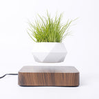 Soluna Levitating Bonsai Sanctuary