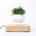 Soluna Levitating Bonsai Sanctuary