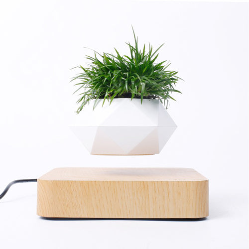 Soluna Levitating Bonsai Sanctuary